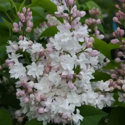 Сирень КРАСАВИЦА МОСКВЫ в Речице