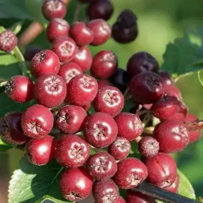 Рябина БУРКА сладкоплодная в Речице