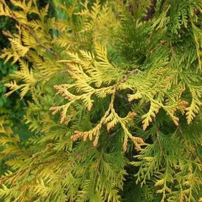 Туя ГОЛДЕН БРАБАНТ западная в Речице