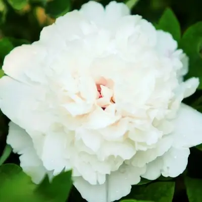 Пион СНЕЖНАЯ КРЕПОСТЬ древовидный в Речице