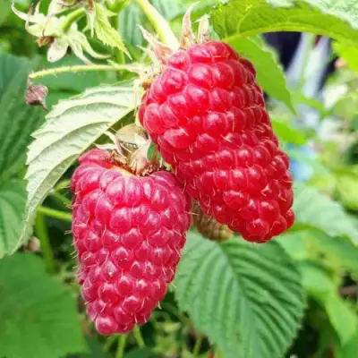 Малина ПШЕХИБА в Речице