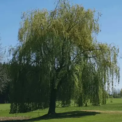 Ива белая в Речице