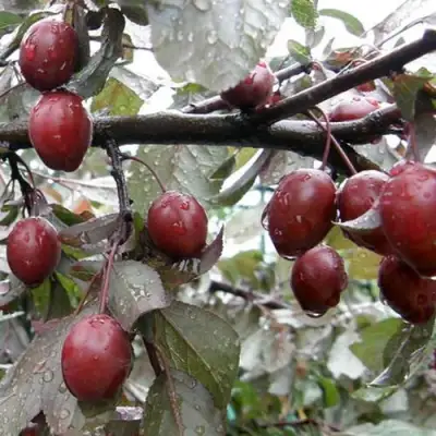 Слива НИГРА растопыреная в Речице