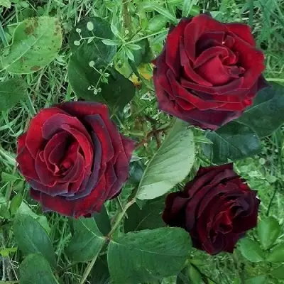 Роза ПАПА МЕЙЯН чайно-гибридная в Речице