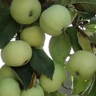 Яблоня ПАПИРОВКА в Речице