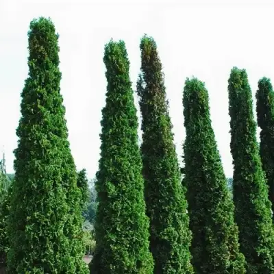 Туя ДЕГРУТ СПАЙР западная в Речице