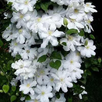 Клематис ТОКИ в Речице