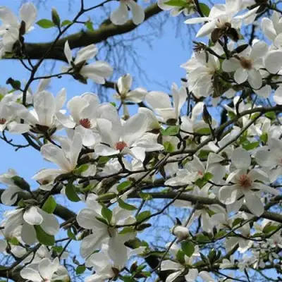 Магнолия АЛЬБА СУПЕРБА в Речице