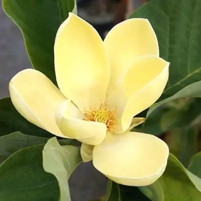 Магнолия ЕЛЛОУ ЛАНТЕРН в Речице