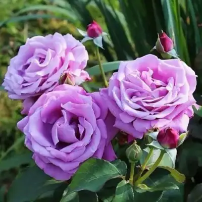 Роза ШАРЛЬ ДЕ ГОЛЛЬ чайно-гибридная в Речице