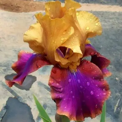 Ирис ГАЛА МАДРИД бородатый в Речице