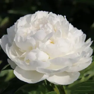 Пион СНЕЖНАЯ КРЕПОСТЬ древовидный в Речице