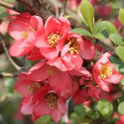 Айва ПИНК КВИН в Речице