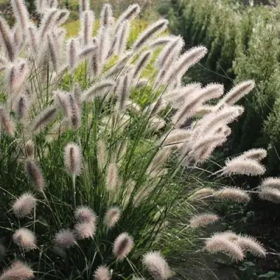 Пеннисетум ЛЕДИ Ю в Речице