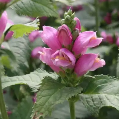 Хелоне КОСАЯ в Речице