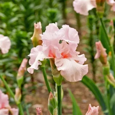 Ирис ПИНК ХОРАЙЗОН бородатый в Речице