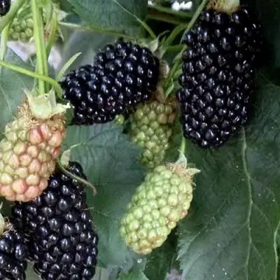 Ежевика ПРАЙМ АРК ФРИДОМ ремонтантная  в Речице