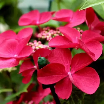 гортензия ротшванц