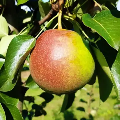 Груша КУПАЛА в Речице