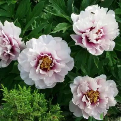 Пион КОРА ЛУИЗА ито-гибрид в Речице