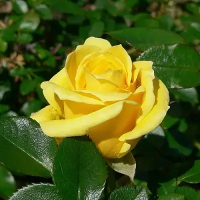 Роза ПАПИЛОН чайно-гибридная в Речице