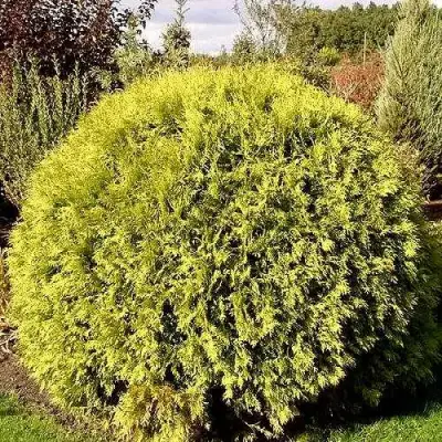 Туя ГЛОБОЗА АУРЕА западная в Речице