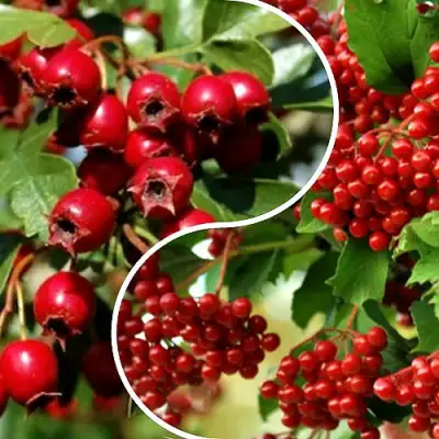 Комплект БУДЬ ЗДОРОВ в Речице