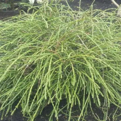 Туя ФИЛИФОРМИС   в Речице