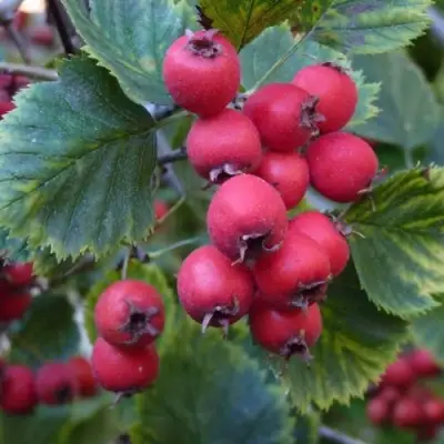 Боярышник АРНОЛЬДА в Речице