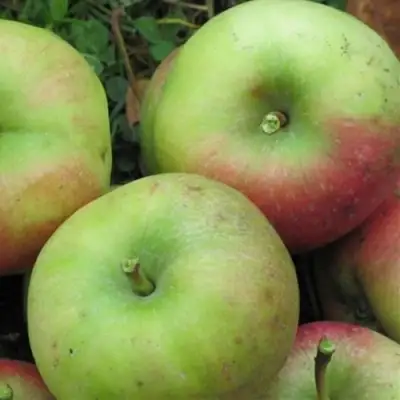 Яблоня ПАМЯТЬ СИКОРЫ в Речице