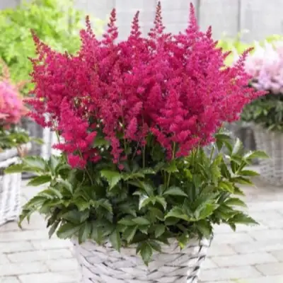 Астильба ЛАКИ ДЕЙ Арендса в Речице