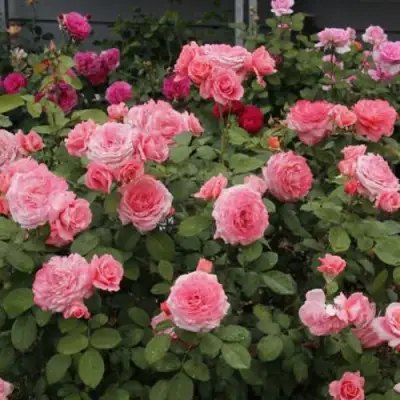 Роза ИНСТИТУТ ЛЮМЬЕР шраб в Речице