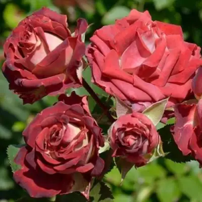 Роза ТИРАМИСУ спрей в Речице