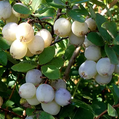 Голубика СНЕГУРОЧКА в Речице