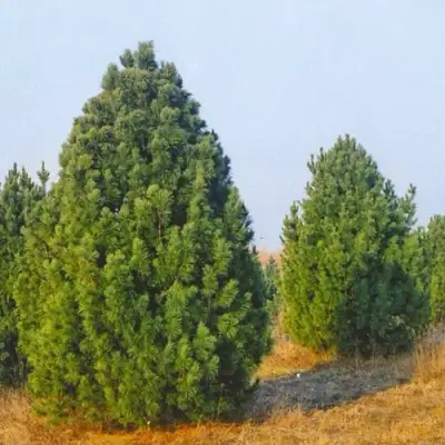 Сосна черная ПИРАМИДАЛИС в Речице