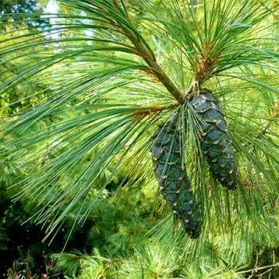 Сосна гриффита в Речице