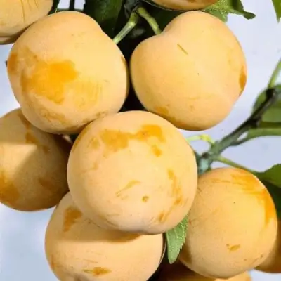 Слива РЕНКЛОД ранний в Речице