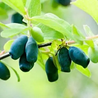 Жимолость съедобная АМФОРА в Речице