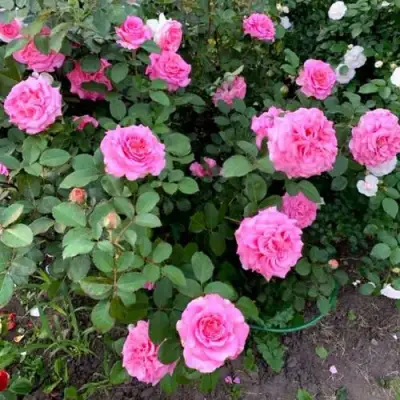 Роза ЭШЛИ чайно-гибридная в Речице