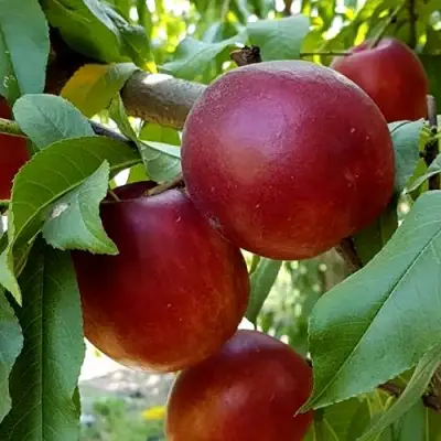 Нектарин ФАНТАЗИЯ в Речице