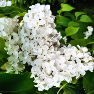 Сирень МАЛЕНЬКИЙ ПРИНЦ в Речице