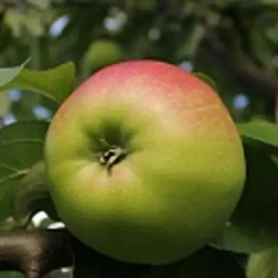 Яблоня СОКОЛОВСКОЕ стелющаяся в Речице