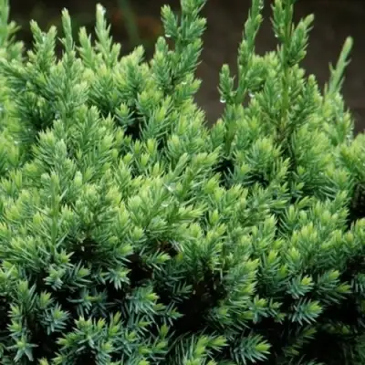 Можжевельник ХОЛГЕР чешуйчатый в Речице