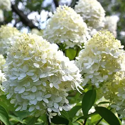 Гортензия БОМБШЕЛ метельчатая в Речице