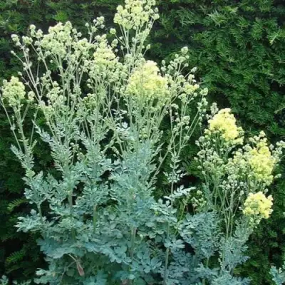 Василистник ГЛАУКУМ желтый в Речице