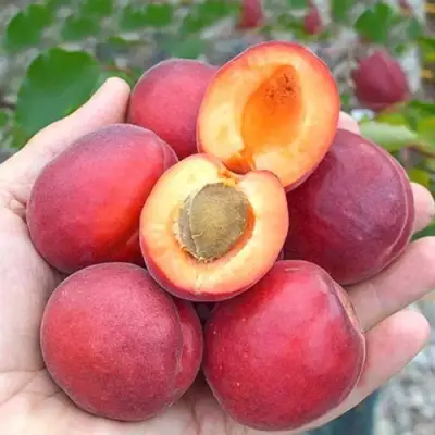 Абрикос РУБИСТА в Речице