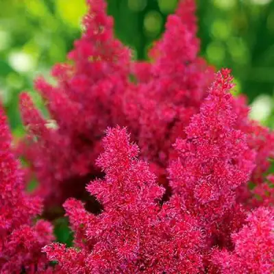 Астильба КОБЛЕНЦ японская в Речице