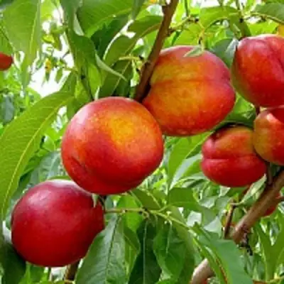 Нектарин ХАРБЛЕЙЗ в Речице