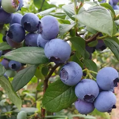 Голубика БЛЮГОЛД в Речице