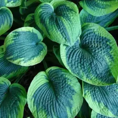 Хоста ТОКУДАМА ФЛАВОЦИРЦИНАЛИС гибридная в Речице